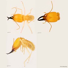 Macrotermes malaccensis•&copy; Foo Maosheng•All Rights Reserved