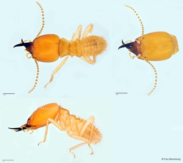 Macrotermes probeaufortensis•&copy; Foo Maosheng•All Rights Reserved