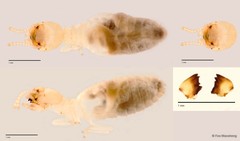 Microcerotermes crassus•&copy; Foo Maosheng•All Rights Reserved