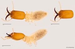 Microcerotermes sabahensis•&copy; Foo Maosheng•All Rights Reserved
