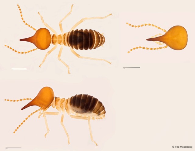 Nasutitermes atripennis•&copy; Foo Maosheng•All Rights Reserved