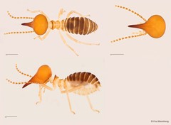 Nasutitermes proatripennis (Ahmad, 1965)