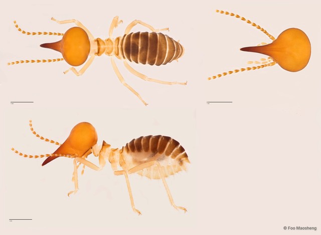 Nasutitermes proatripennis•&copy; Foo Maosheng•All Rights Reserved