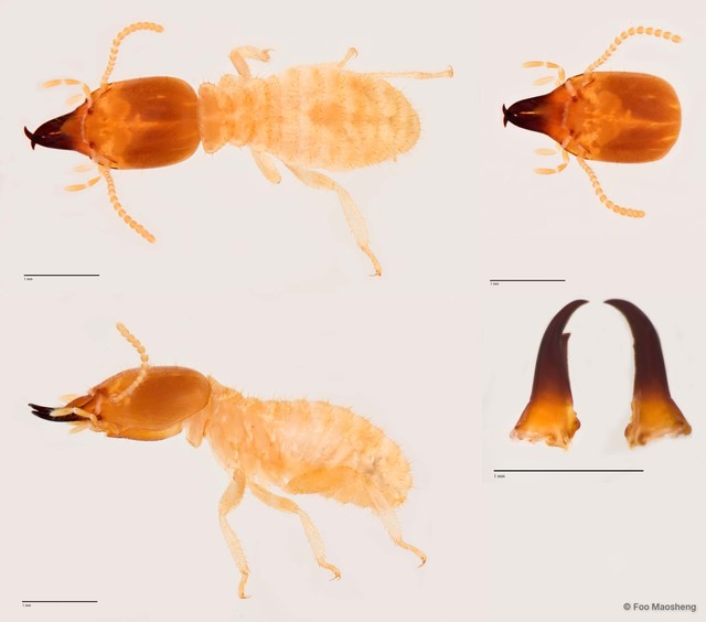 Odontotermes sarawakensis•&copy; Foo Maosheng•All Rights Reserved