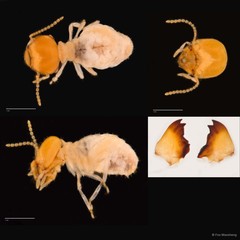 Odontotermes sarawakensis•&copy; Foo Maosheng•All Rights Reserved