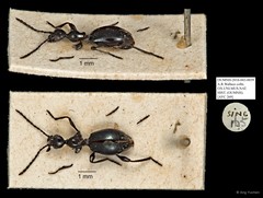 Anthicidae sp. "AYC 269"•&copy; Ang Yuchen•All Rights Reserved