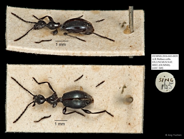 Anthicidae sp. "AYC 269"•&copy; Ang Yuchen•All Rights Reserved