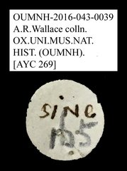 Anthicidae sp. "AYC 269"•All Rights ReservedMuseum Label