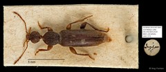 Macratria sp. "AYC 277"•&copy; Ang Yuchen•All Rights Reserved