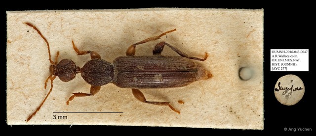 Macratria sp. "AYC 277"•&copy; Ang Yuchen•All Rights Reserved