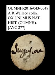 Macratria sp. "AYC 277"•All Rights ReservedMuseum Label