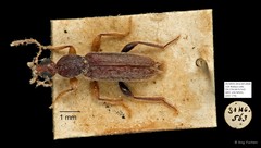 Macratria sp. "AYC 278"•&copy; Ang Yuchen•All Rights Reserved