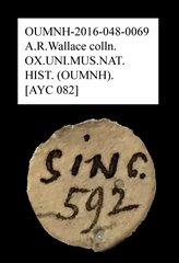 Anthribidae sp. "AYC 082"•All Rights ReservedMuseum Label