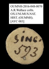 Anthribidae sp. "AYC 083"•All Rights ReservedMuseum Label