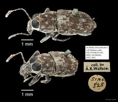 Anthribidae sp. "AYC 085"•&copy; Ang Yuchen•All Rights Reserved