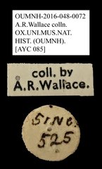 Anthribidae sp. "AYC 085"•All Rights ReservedMuseum Label