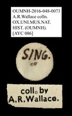 Anthribidae sp. "AYC 086"•All Rights ReservedMuseum Label