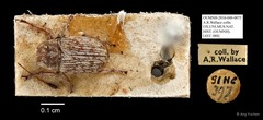 Anthribidae sp. "AYC 088"•&copy; Ang Yuchen•All Rights Reserved