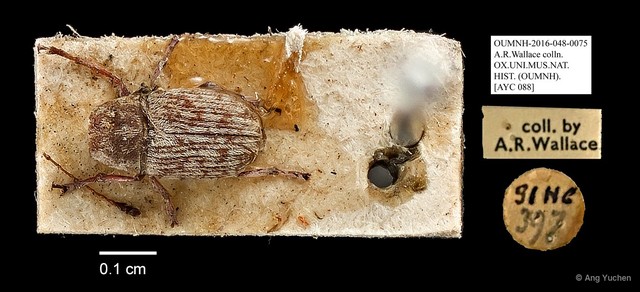 Anthribidae sp. "AYC 088"•&copy; Ang Yuchen•All Rights Reserved