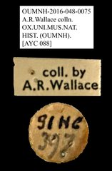 Anthribidae sp. "AYC 088"•All Rights ReservedMuseum Label