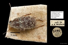 Anthribidae sp. "AYC 089"•&copy; Ang Yuchen•All Rights Reserved
