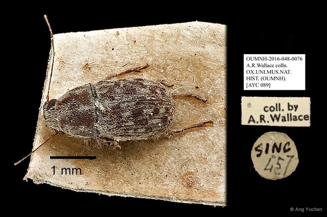Anthribidae sp. "AYC 089"•&copy; Ang Yuchen•All Rights Reserved