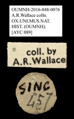 Anthribidae sp. "AYC 089"•All Rights ReservedMuseum Label