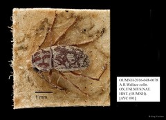 Anthribidae sp. "AYC 091"•&copy; Ang Yuchen•All Rights Reserved