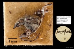 Anthribidae sp. "AYC 093"•&copy; Ang Yuchen•All Rights Reserved