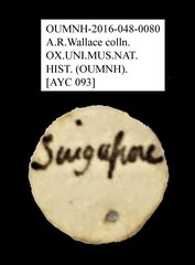Anthribidae sp. "AYC 093"•All Rights ReservedMuseum Label