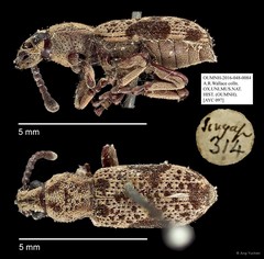 Anthribidae sp. "AYC 097"•&copy; Ang Yuchen•All Rights Reserved