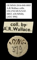 Anthribidae sp. "AYC 098"•All Rights ReservedMuseum Label