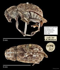Anthribidae sp. "AYC 099"•&copy; Ang Yuchen•All Rights Reserved