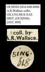 Anthribidae sp. "AYC 099"•All Rights ReservedMuseum Label