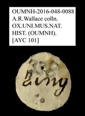Anthribidae sp. "AYC 101"•All Rights ReservedMuseum Label
