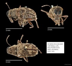 Anthribidae sp. "AYC 102"•&copy; Ang Yuchen•All Rights Reserved