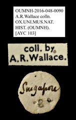 Anthribidae sp. "AYC 103"•All Rights ReservedMuseum Label