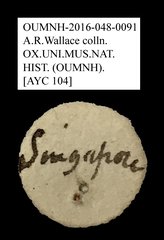 Anthribidae sp. "AYC 104"•All Rights ReservedMuseum Label