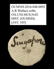 Anthribidae sp. "AYC 105"•All Rights ReservedMuseum Label