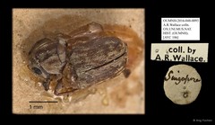 Anthribidae sp. "AYC 106"•&copy; Ang Yuchen•All Rights Reserved