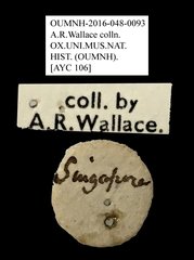 Anthribidae sp. "AYC 106"•All Rights ReservedMuseum Label
