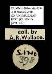 Anthribidae sp. "AYC 107"•All Rights ReservedMuseum Label