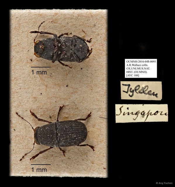 Anthribidae sp. "AYC 108"•&copy; Ang Yuchen•All Rights Reserved