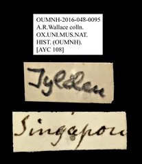 Anthribidae sp. "AYC 108"•All Rights ReservedMuseum Label