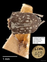 Anthribidae sp. "AYC 109"•&copy; Ang Yuchen•All Rights Reserved