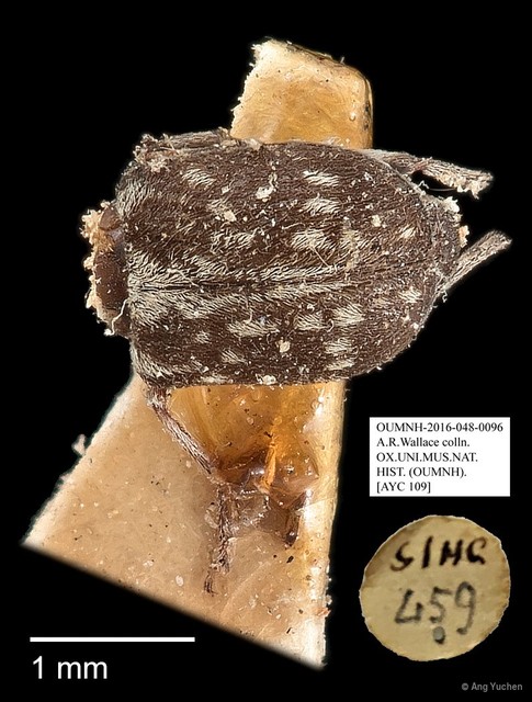 Anthribidae sp. "AYC 109"•&copy; Ang Yuchen•All Rights Reserved
