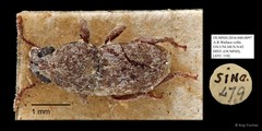 Anthribidae sp. "AYC 110"•&copy; Ang Yuchen•All Rights Reserved