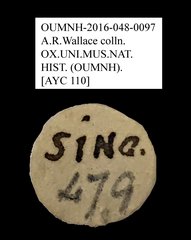 Anthribidae sp. "AYC 110"•All Rights ReservedMuseum Label