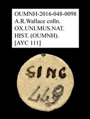Anthribidae sp. "AYC 111"•All Rights ReservedMuseum Label