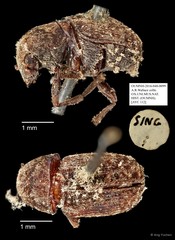 Anthribidae sp. "AYC 112"•&copy; Ang Yuchen•All Rights Reserved